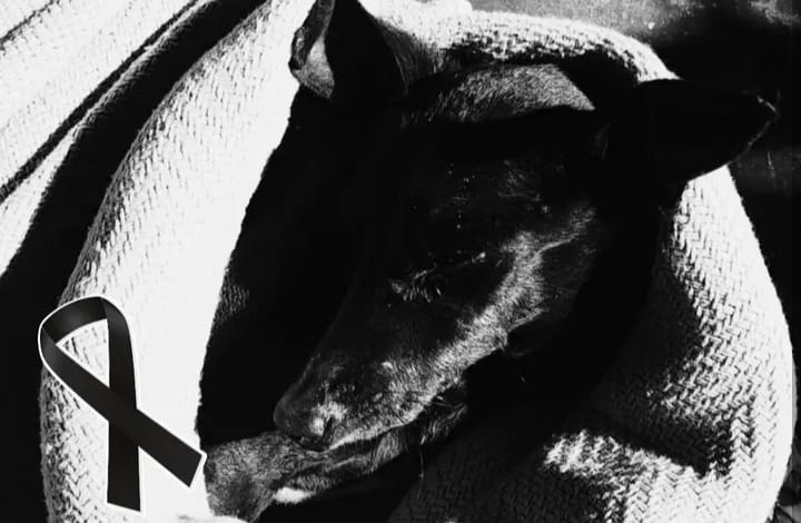  Itupevense diz que Prefeitura se negou a ajudar cão resgatado da rua ferido